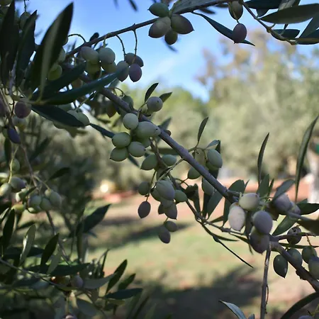 Cocoon Tent In An Olive Grove
