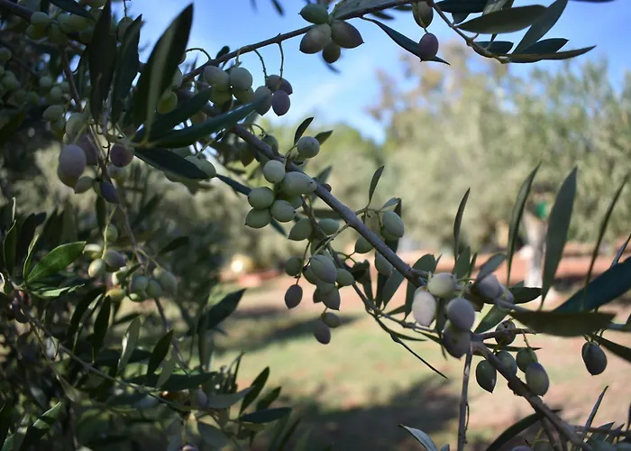Cocoon Tent In An Olive Grove