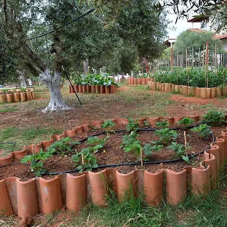 Cocoon Tent In An Olive Grove * Marathopoli