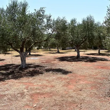 Cocoon Tent In An Olive Grove