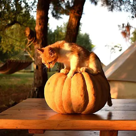 Glamping At A Lovely Tent In Skiaxtro- Nyaraló