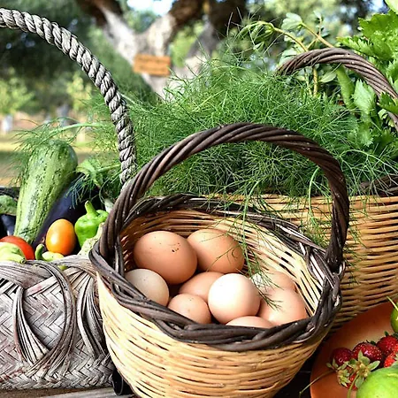Cocoon Tent In An Olive Grove Hébergement de vacances *