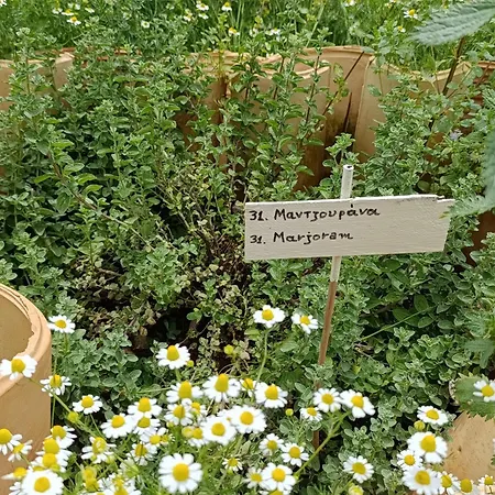 Hébergement de vacances Cocoon Tent In An Olive Grove *