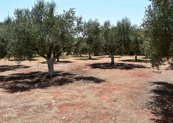 Cocoon Tent In An Olive Grove