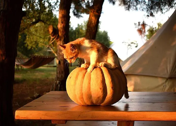 Cocoon Tent In An Olive Grove 펜션