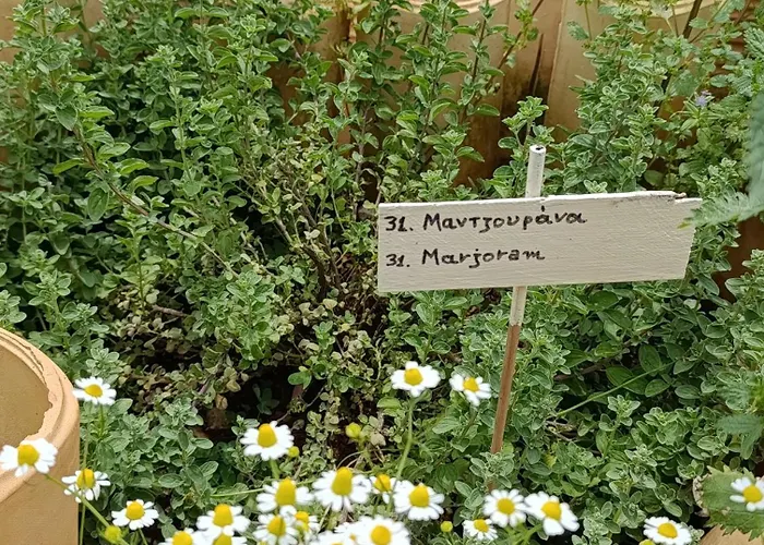 別荘 Cocoon Tent In An Olive Grove *